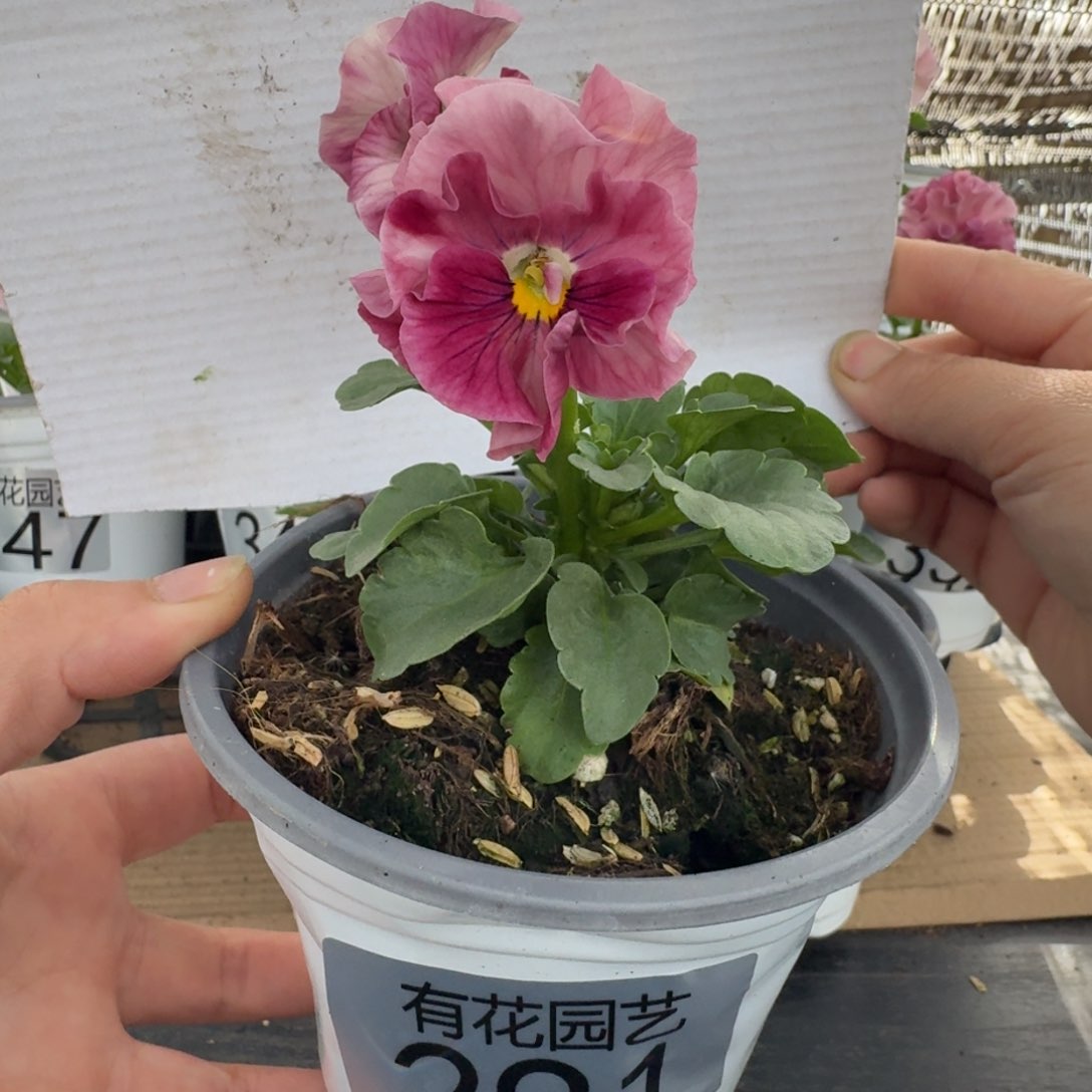 无花朵删**简291号角堇