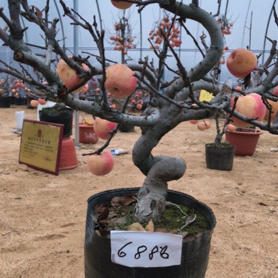 无花朵游龙精品苹果盆景