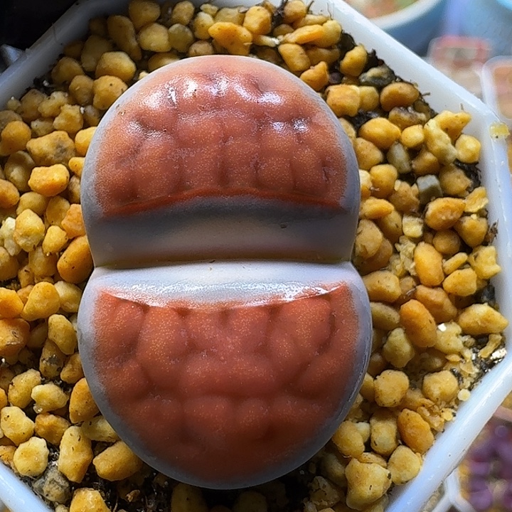 生石花111111。   118