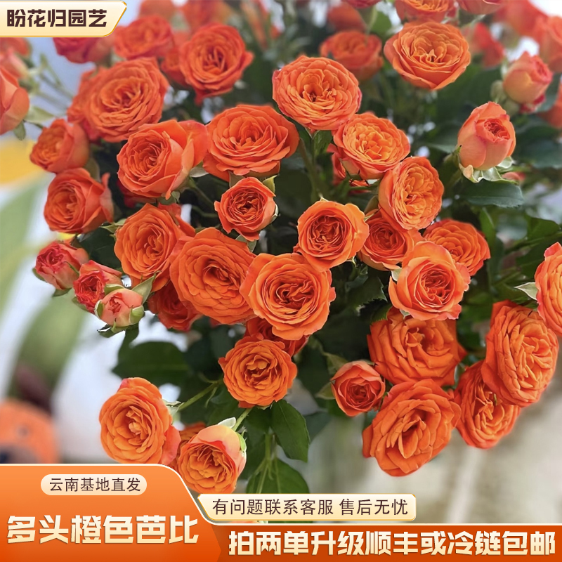 【多头橙色芭比】云南直发赠营养液（拍两单升级顺丰或冷链包邮）