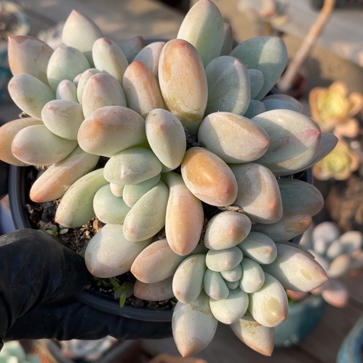多肉植物香水四头