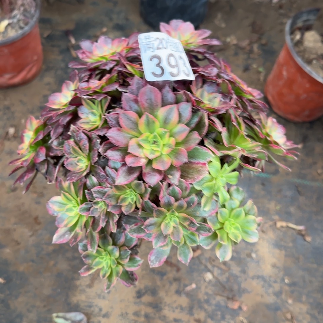 妖安娜393满20包邮断枝不包