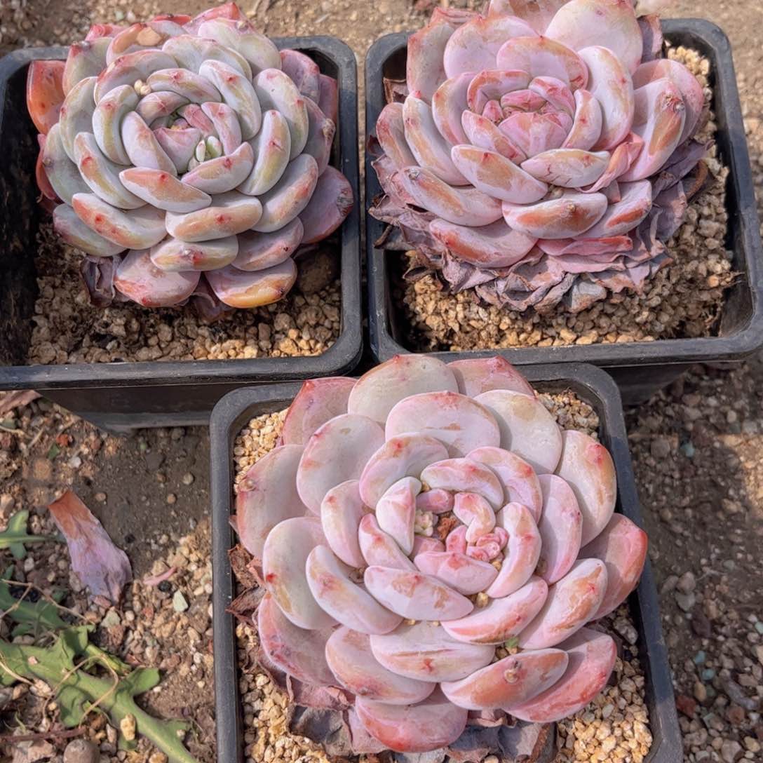 友家多肉一物一拍