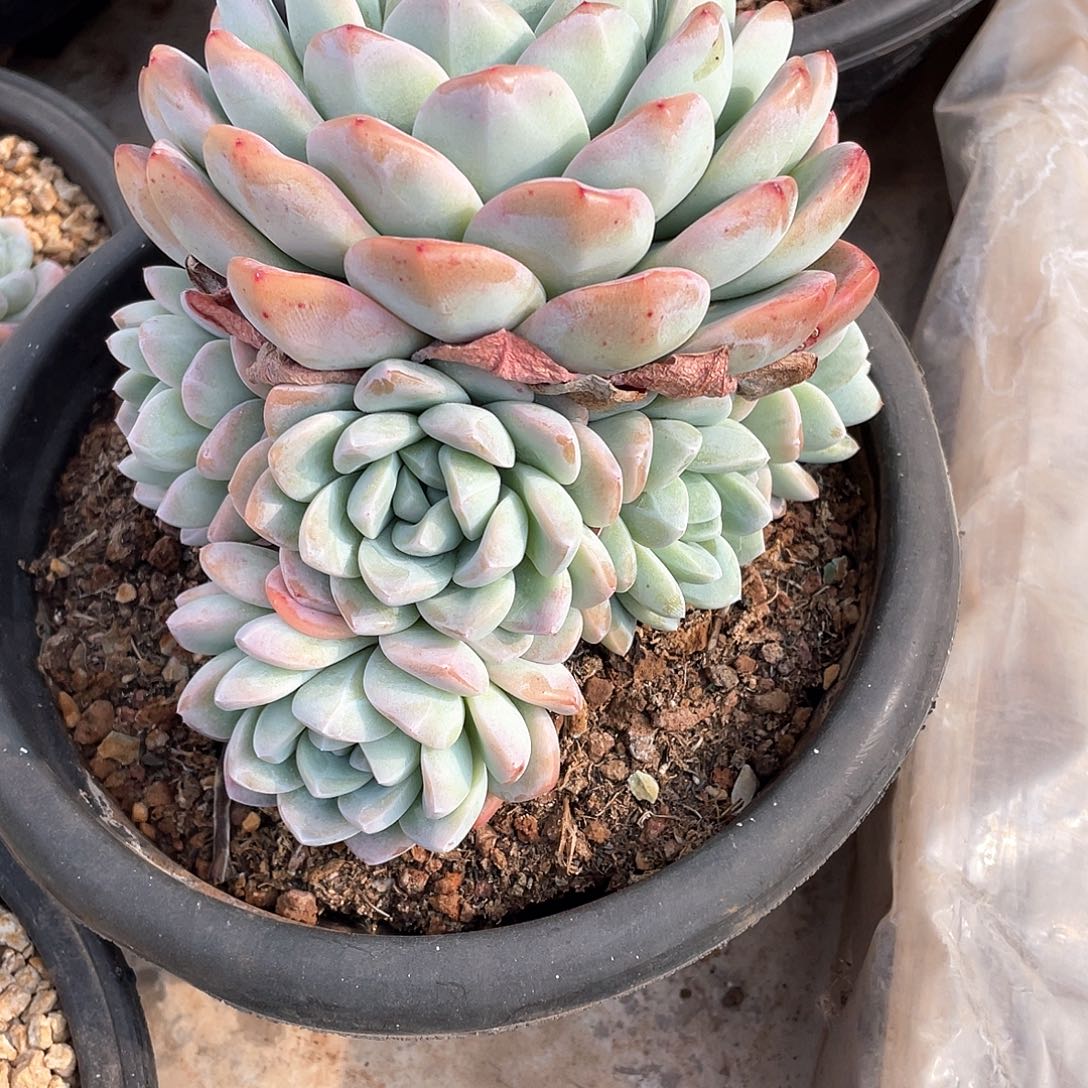 多肉植物多肉植物