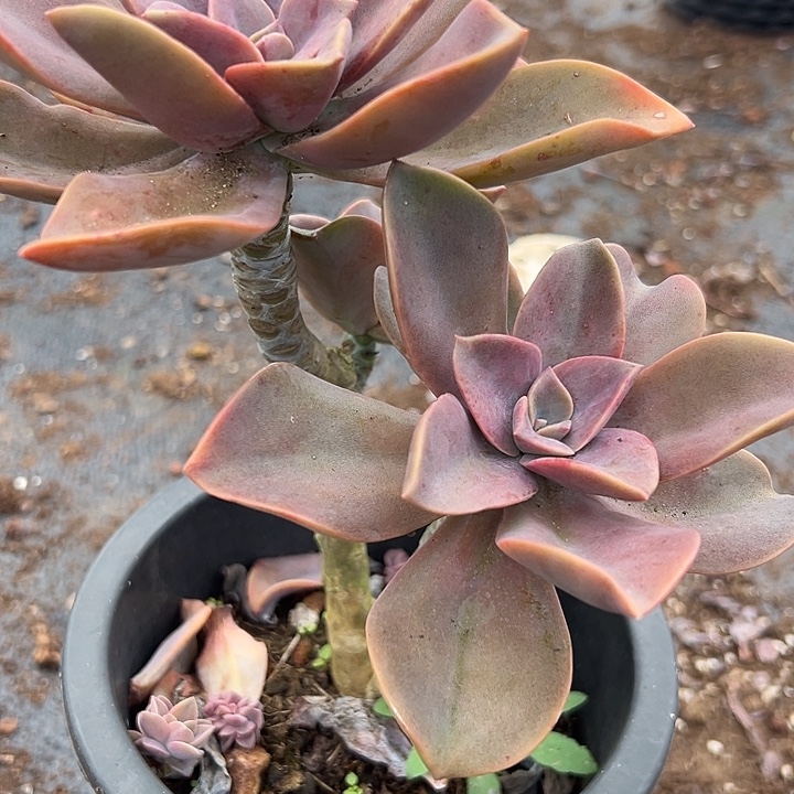 180杯紫体太妃糖。              