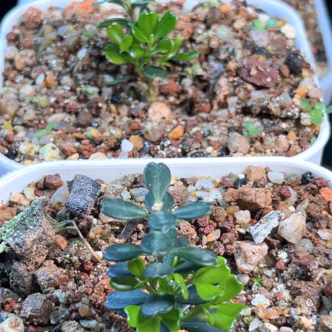 无花朵凤米黄杨凤米黄杨