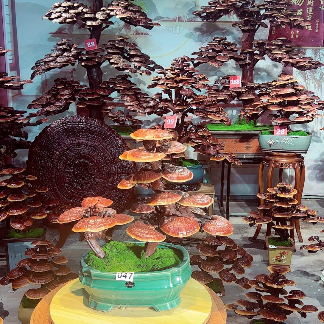 完全开放发财树发财树