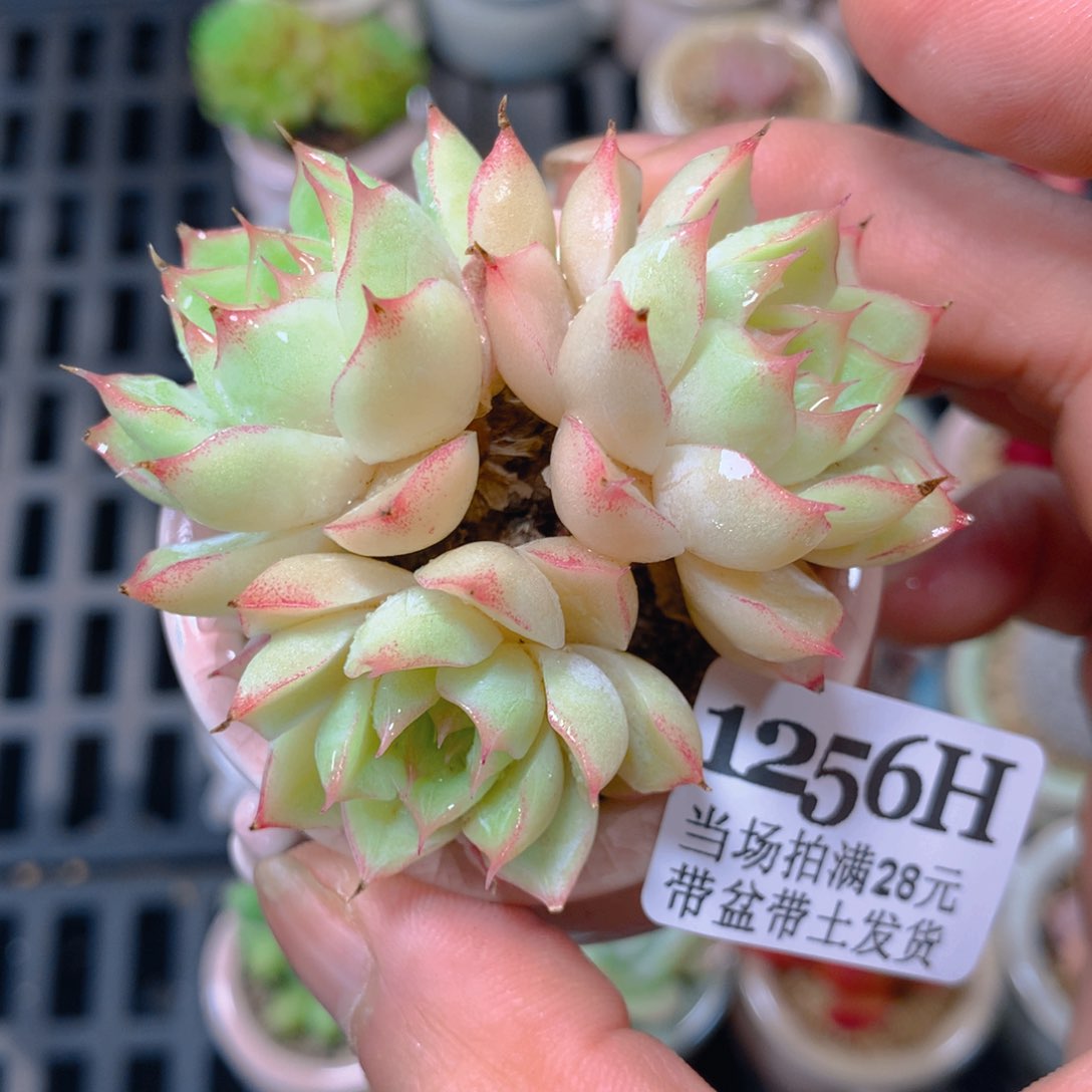 5厘米盆精控多肉1256