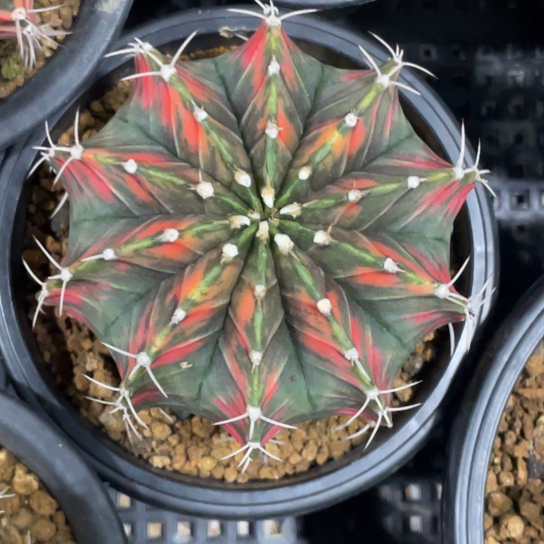 当前无花朵，栽培后可花朵红老虎