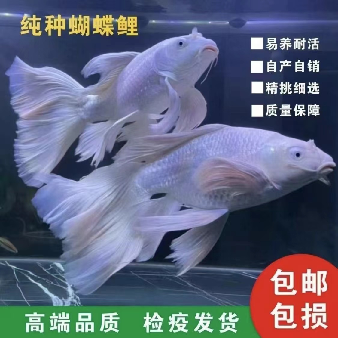 纯种台湾蝴蝶鲤鱼白色贵妃体普身好养耐活活体发货