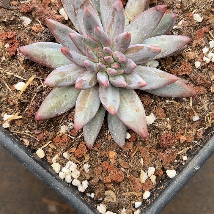 天***华虞美人群生缀化多肉