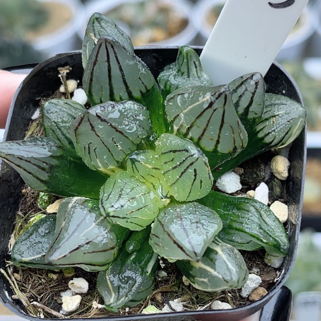 113西瓜寿锦福利专场