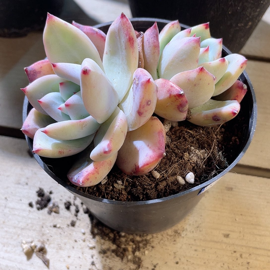 1305  野卡 六月六