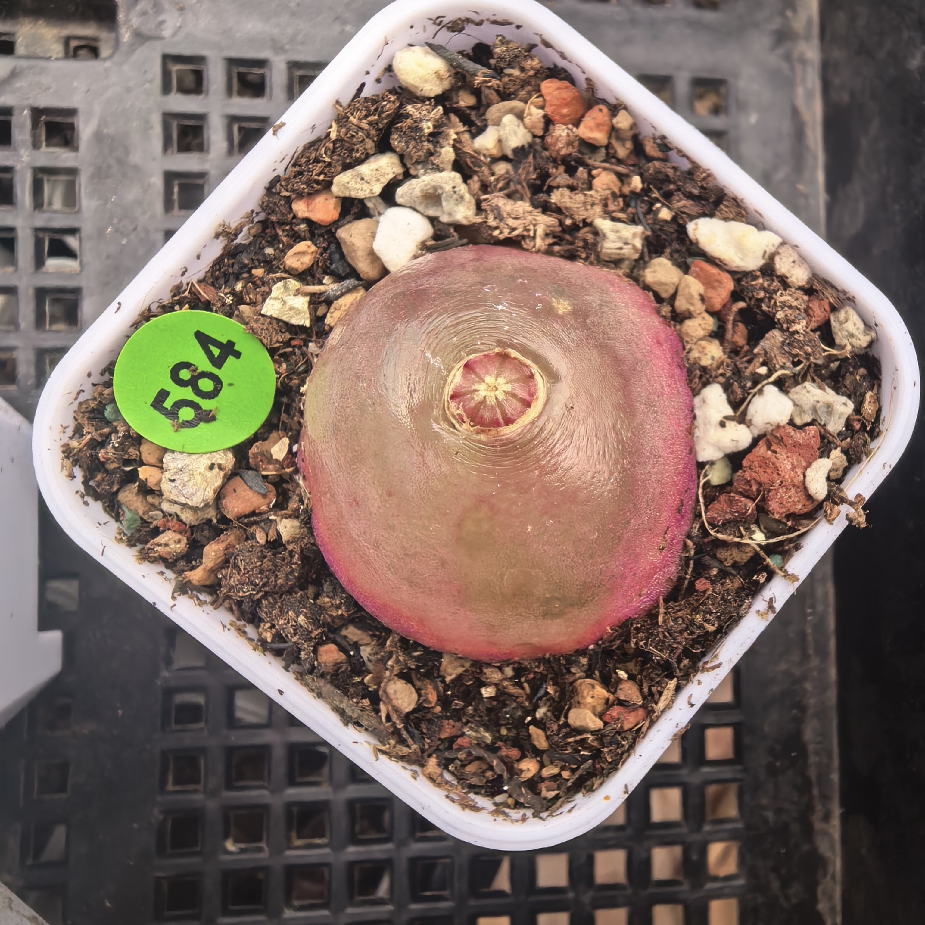 灯泡3-3.1CM（小瑕疵）带盆多肉584
