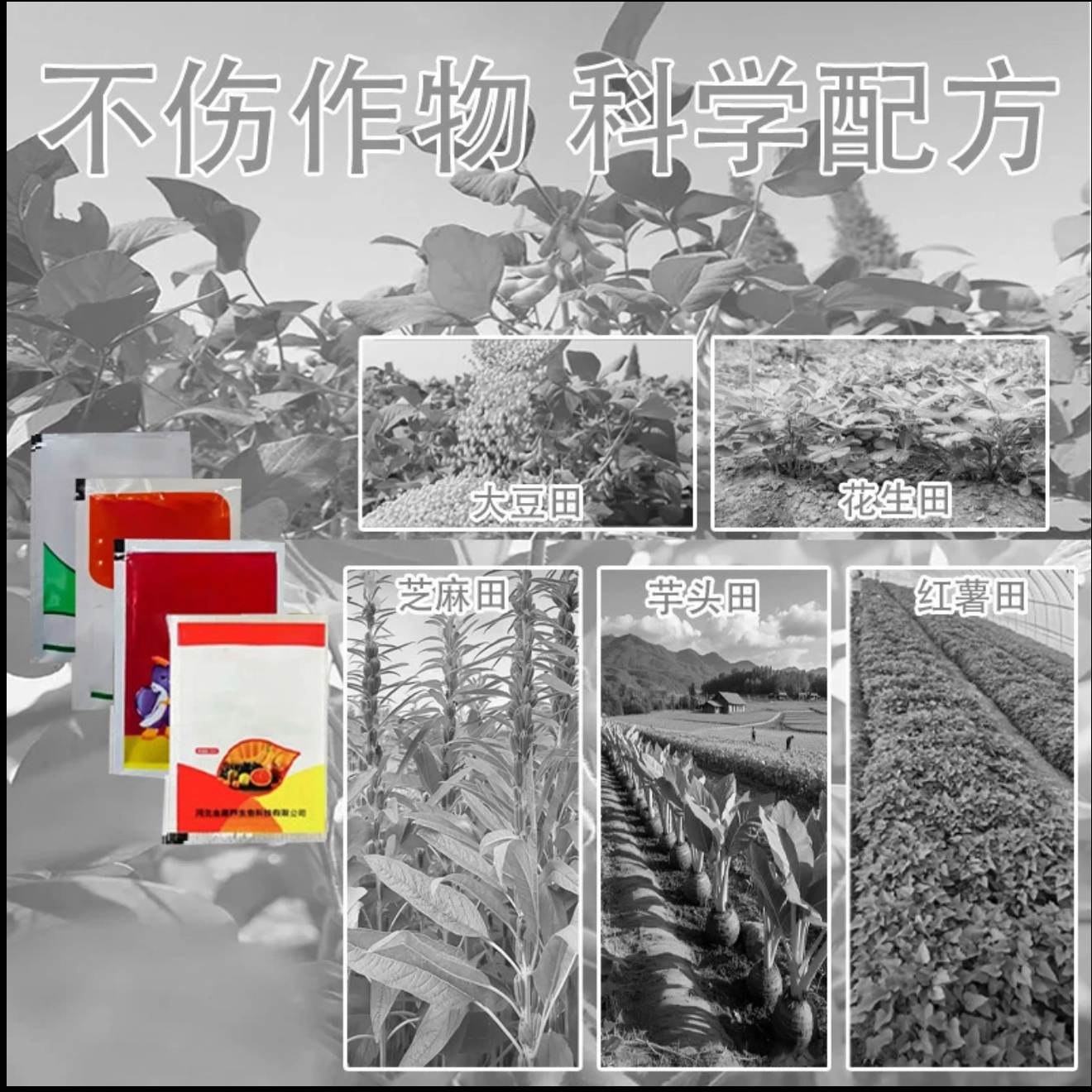 大豆花生红薯芝麻不影响作物生长有机质肥料