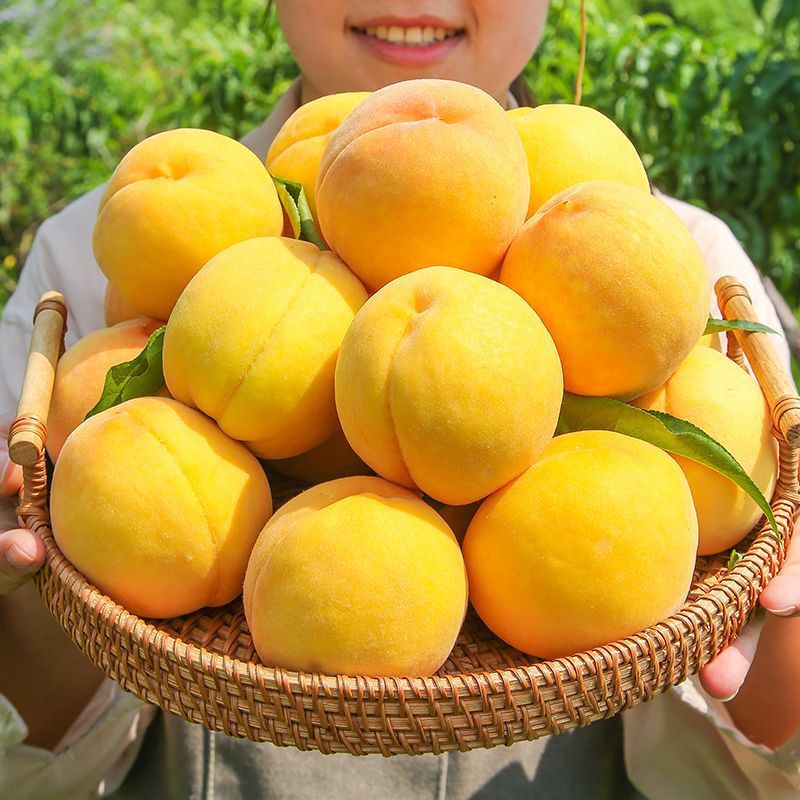 现摘当季新鲜黄桃脆甜多汁整箱包邮