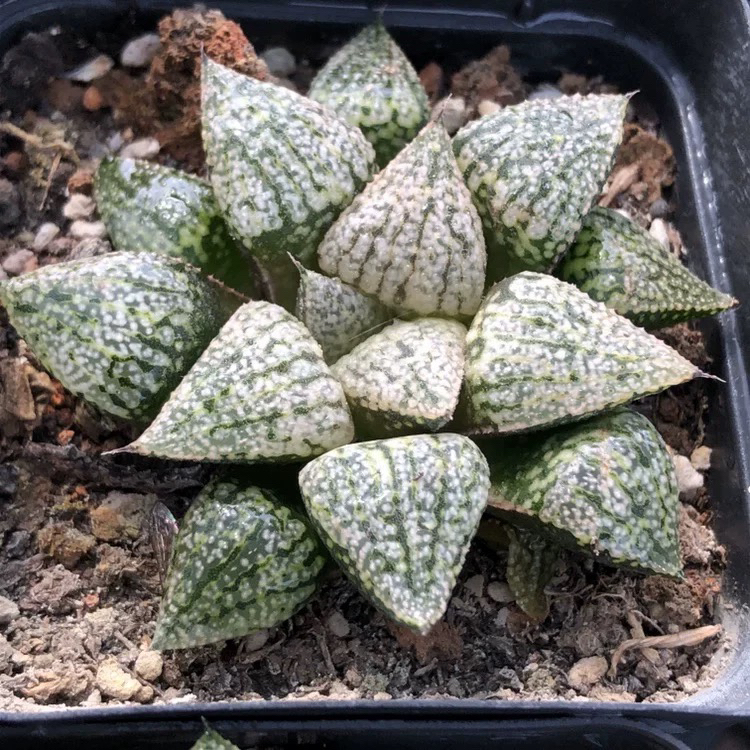 白银寿多肉植物十二卷绿植盆栽室内植物