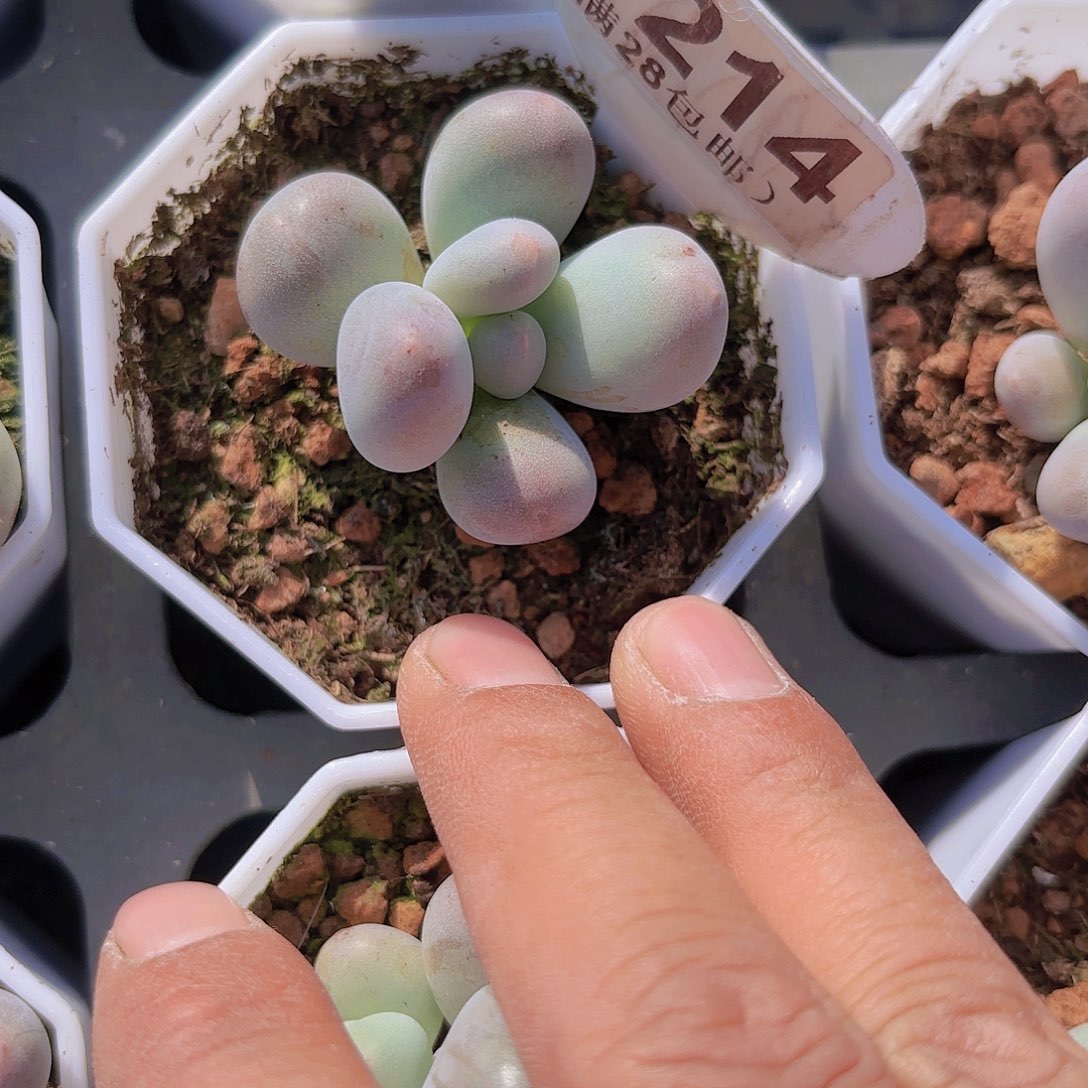 A212Mike奶一物一拍