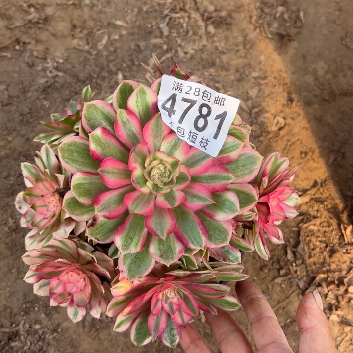 糖心半糖荔枝多肉植物法师4781