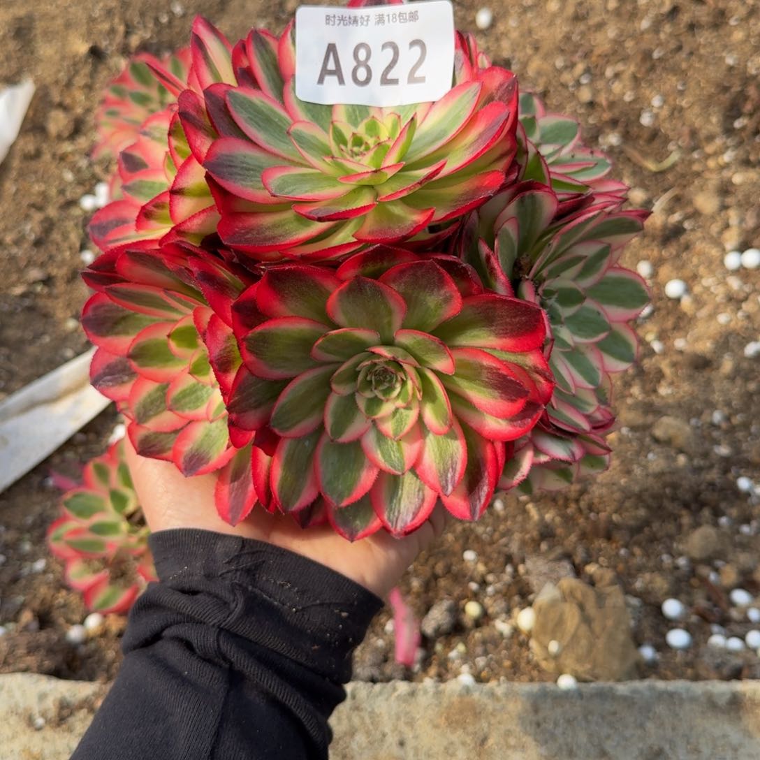 822红荔枝。多肉植物