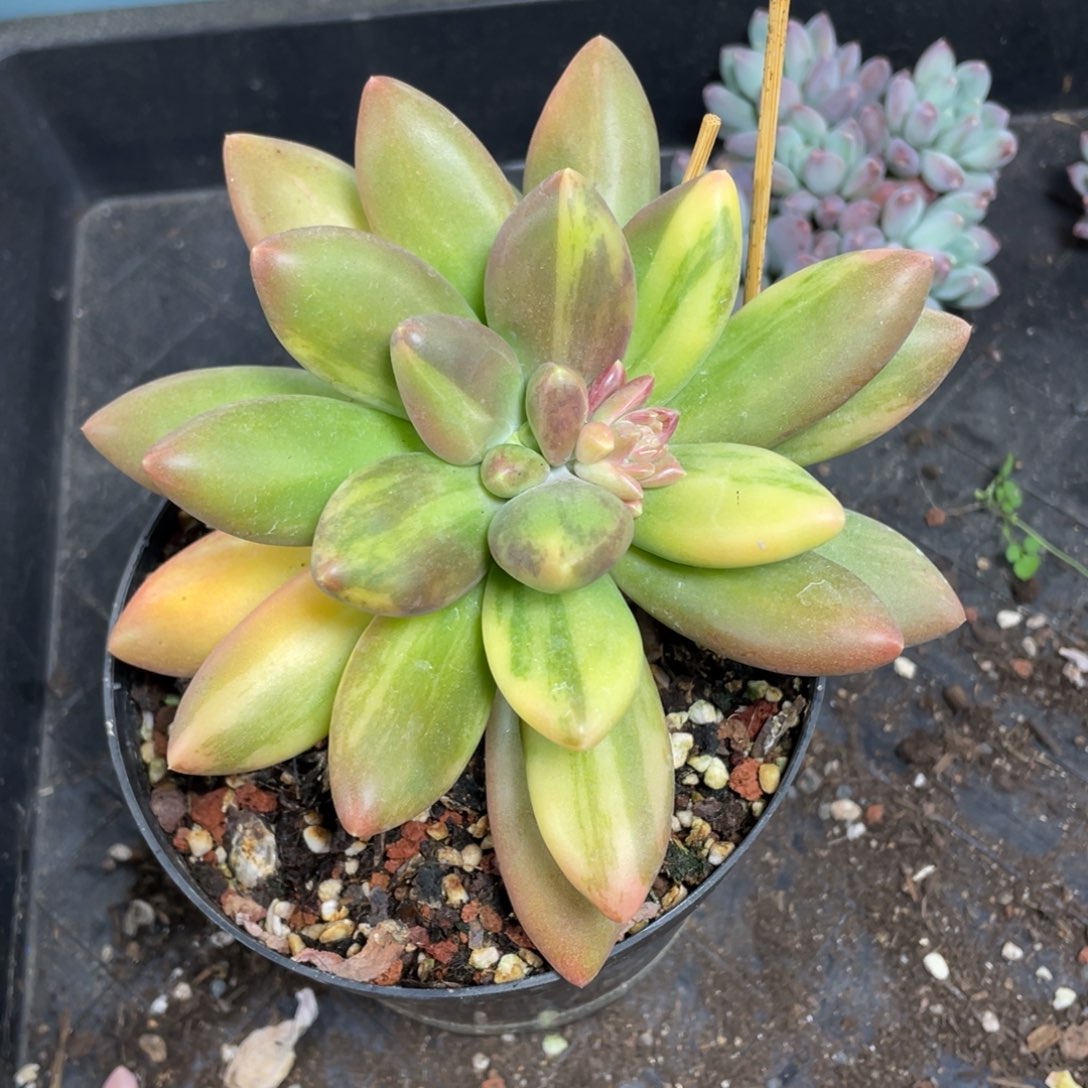 困*觉芒果奶锦多肉植物