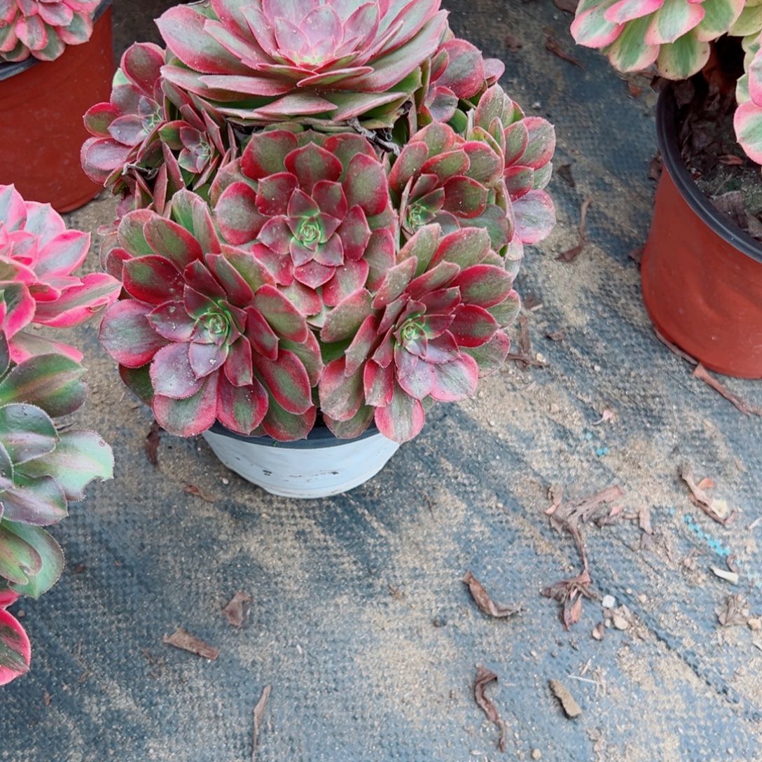 100火狐多肉植物法师