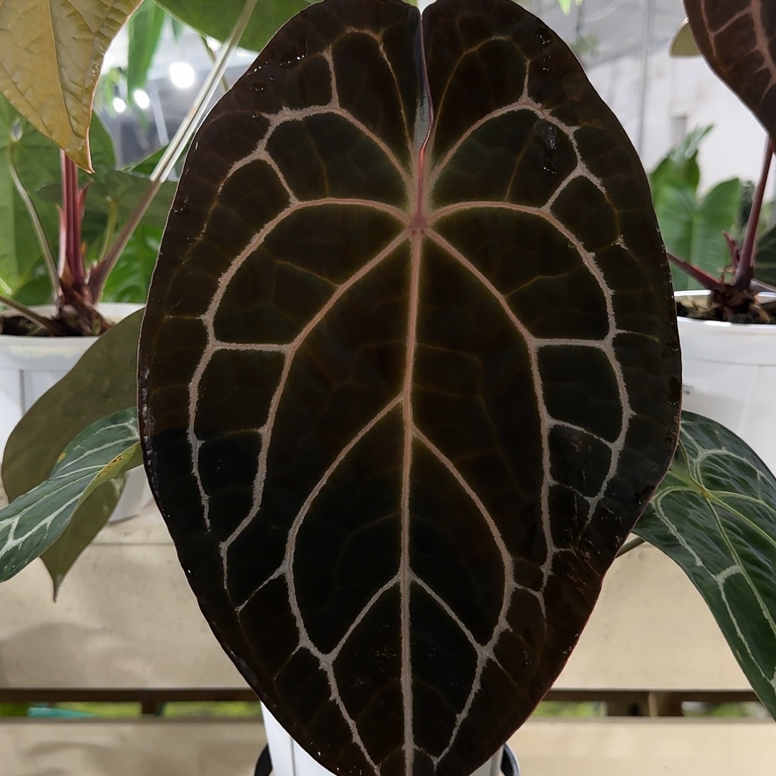 无花朵红水晶杂蜘蛛盾