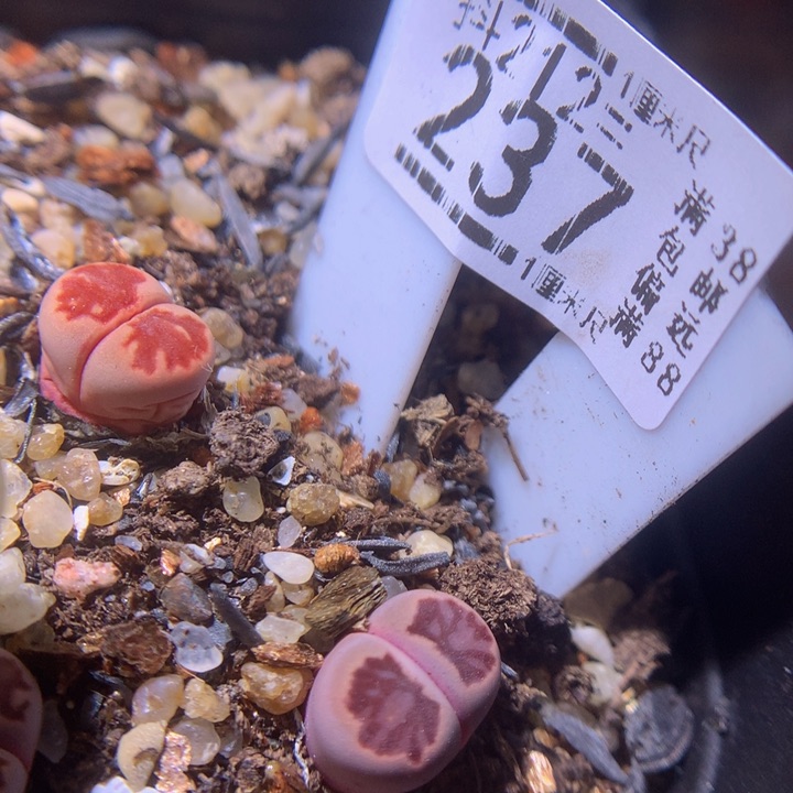 石头花多肉212.237紫菊