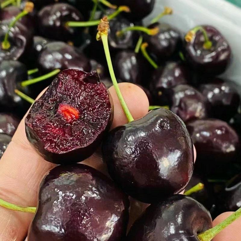 桑提娜车厘子 单J  双J 一件 5斤 海运桑提娜智利