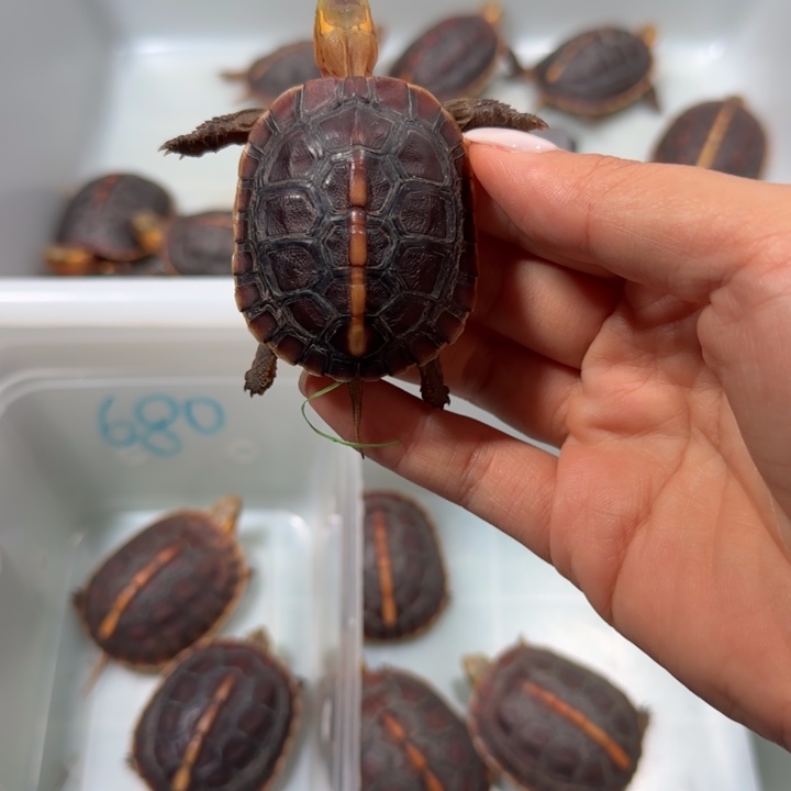 宠物龟公母搭配安缘