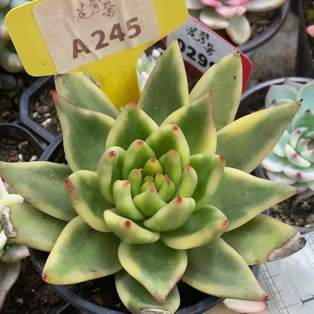 245哈哈哈哈哈哈哈哈哈