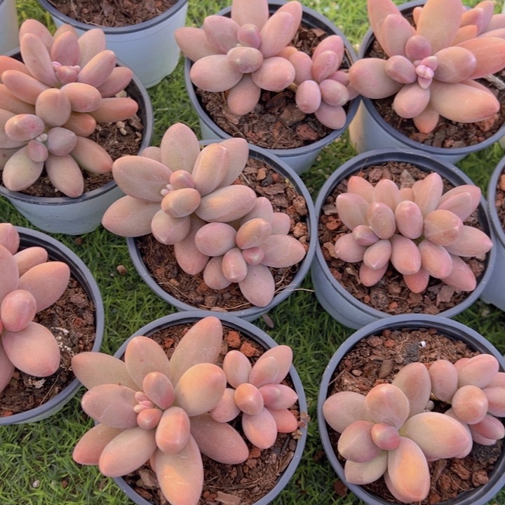 健健康康平平安安