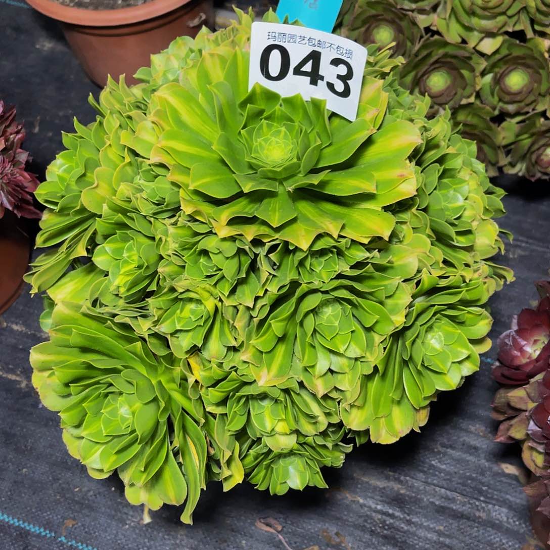 法师法师3//11包邮法师