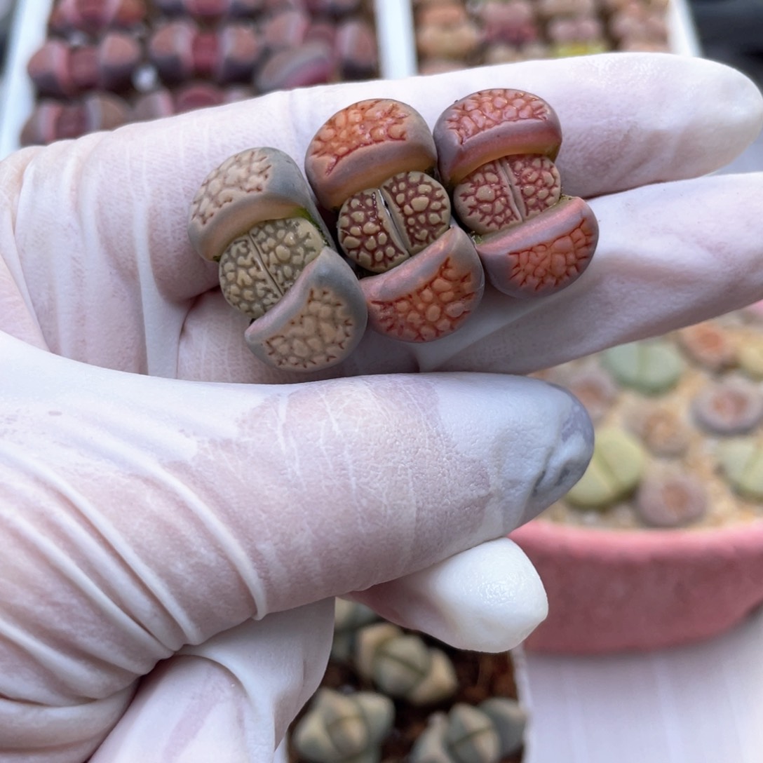 28号 菊寿利 88888