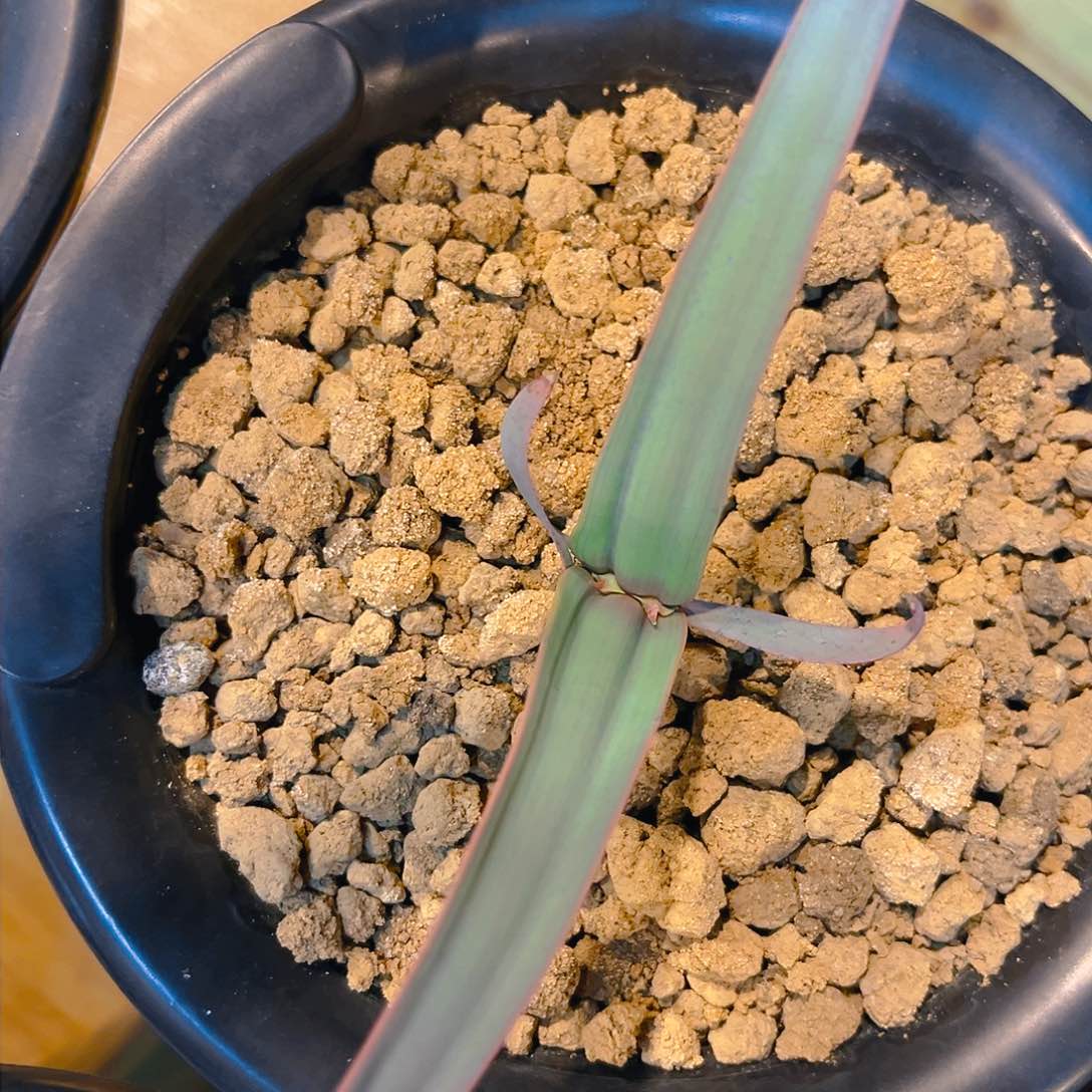 百岁兰75折福利，潮流植物