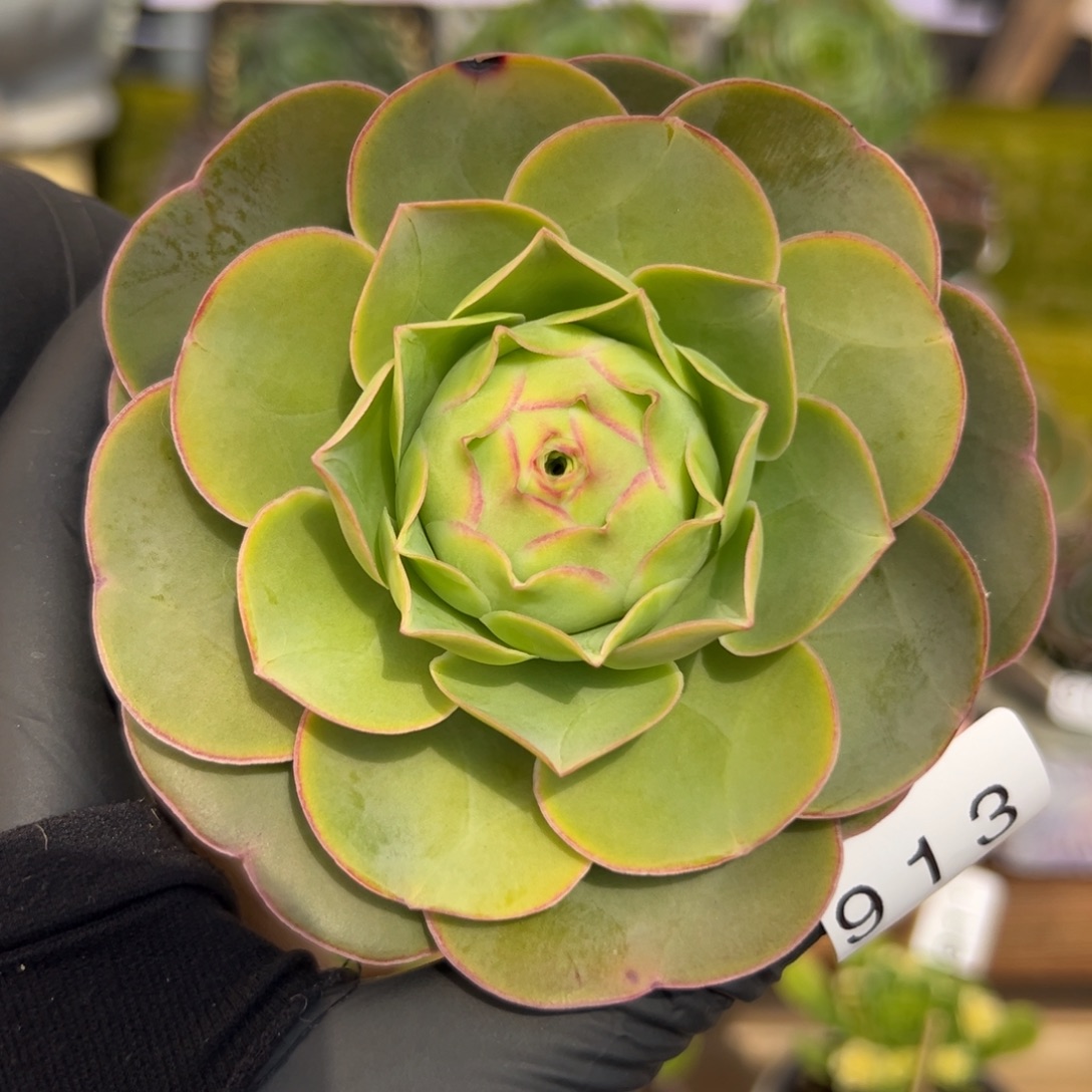 913优选边线禧桃8厘米