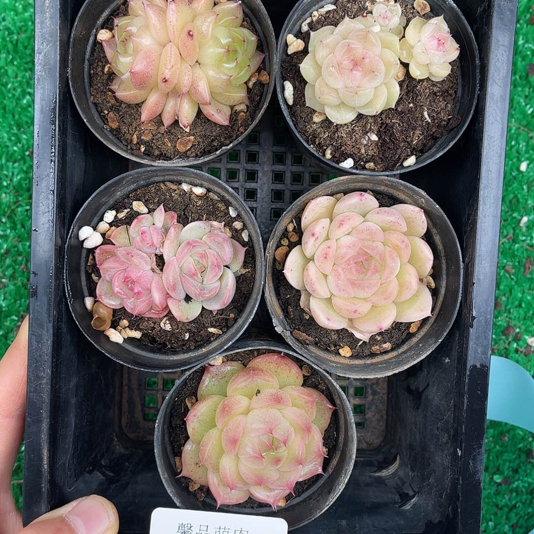 多肉一物一拍28-148