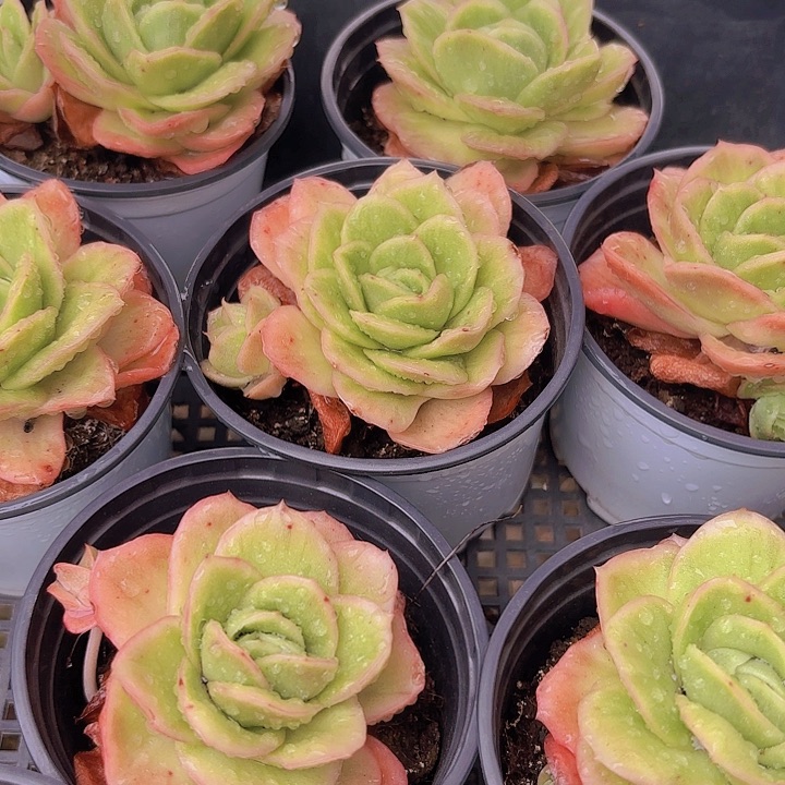 冰玫瑰锦多肉植物