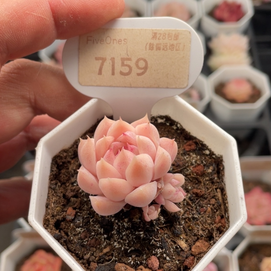 多肉颜如玉7159-4厘米