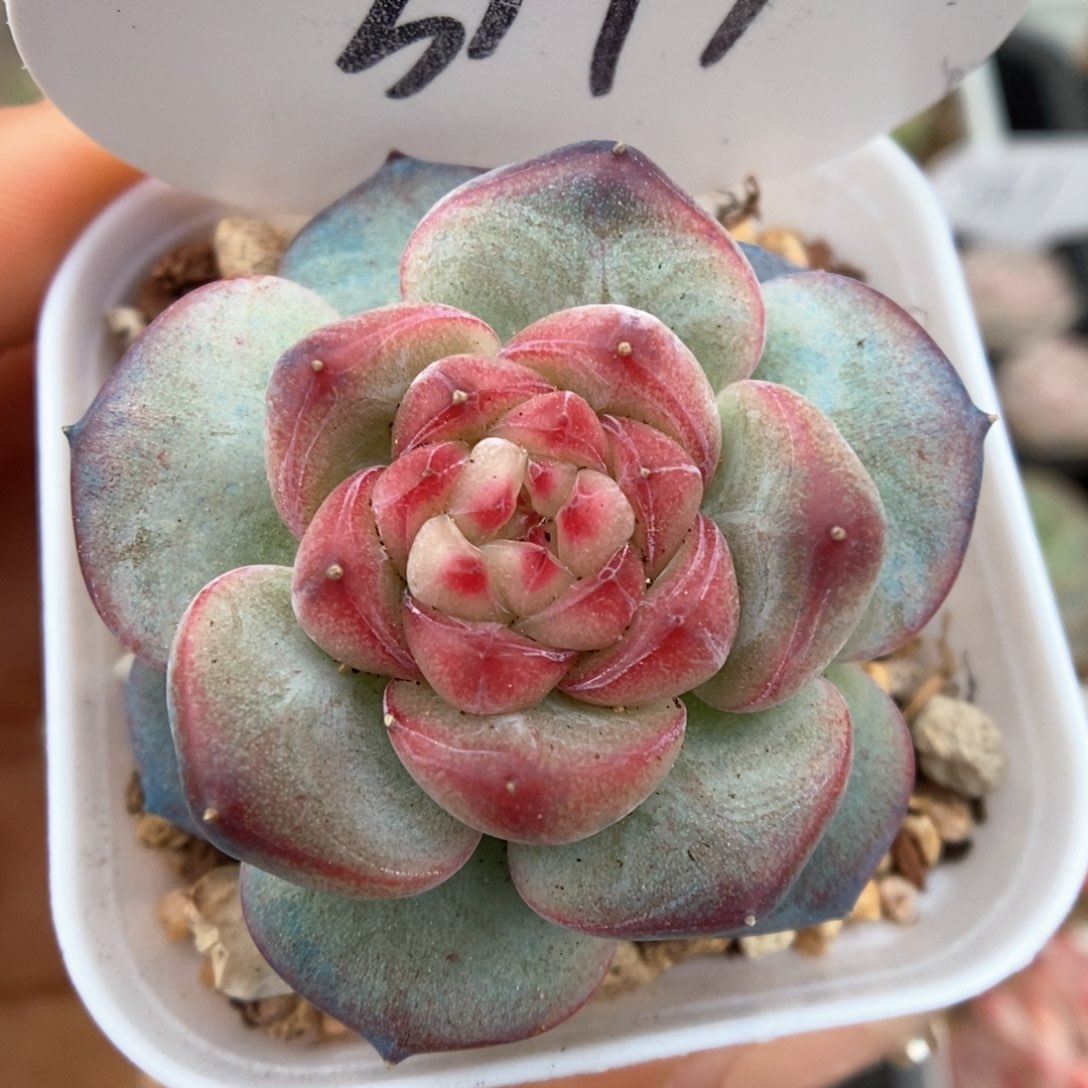 霞光可拍3179号。