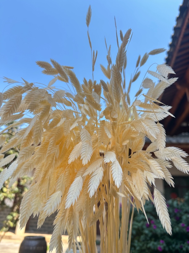 永生小盼草批发十支以上装叶片蓬莱松大厚可以直立花束干花