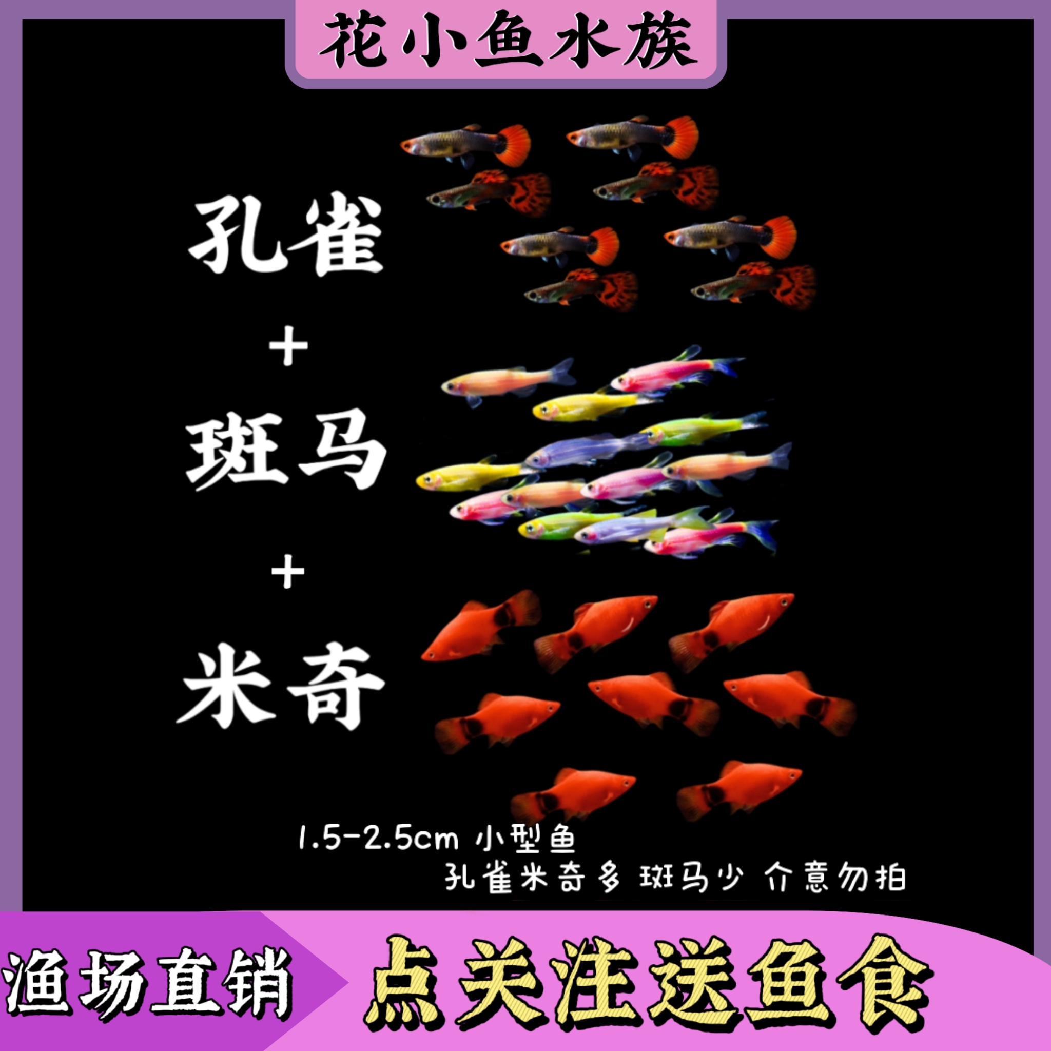 孔雀鱼+米奇鱼+斑马鱼组合小型热带观赏鱼好养耐活适合新手2