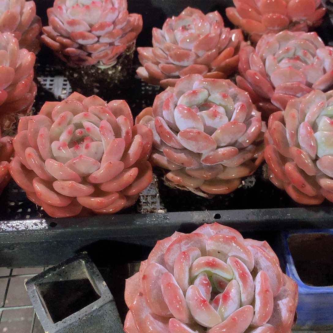 仙女橙345667899999000