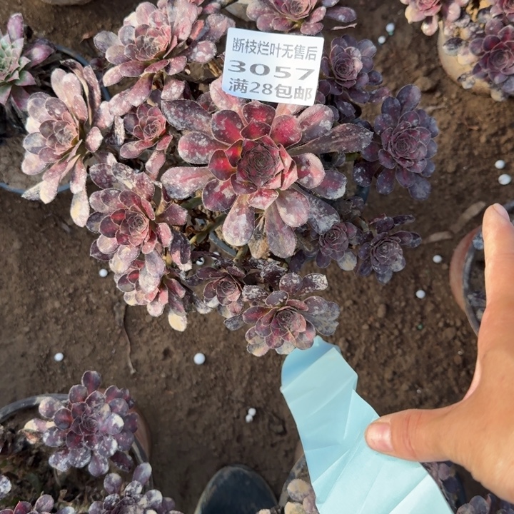 3057二号棚晚霞多肉E