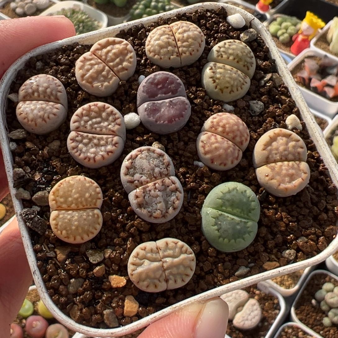 841多肉植物种类多样