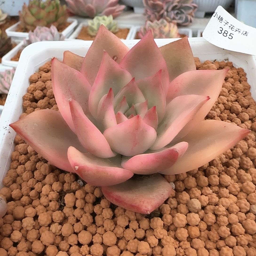 385卡梅拉锦多肉