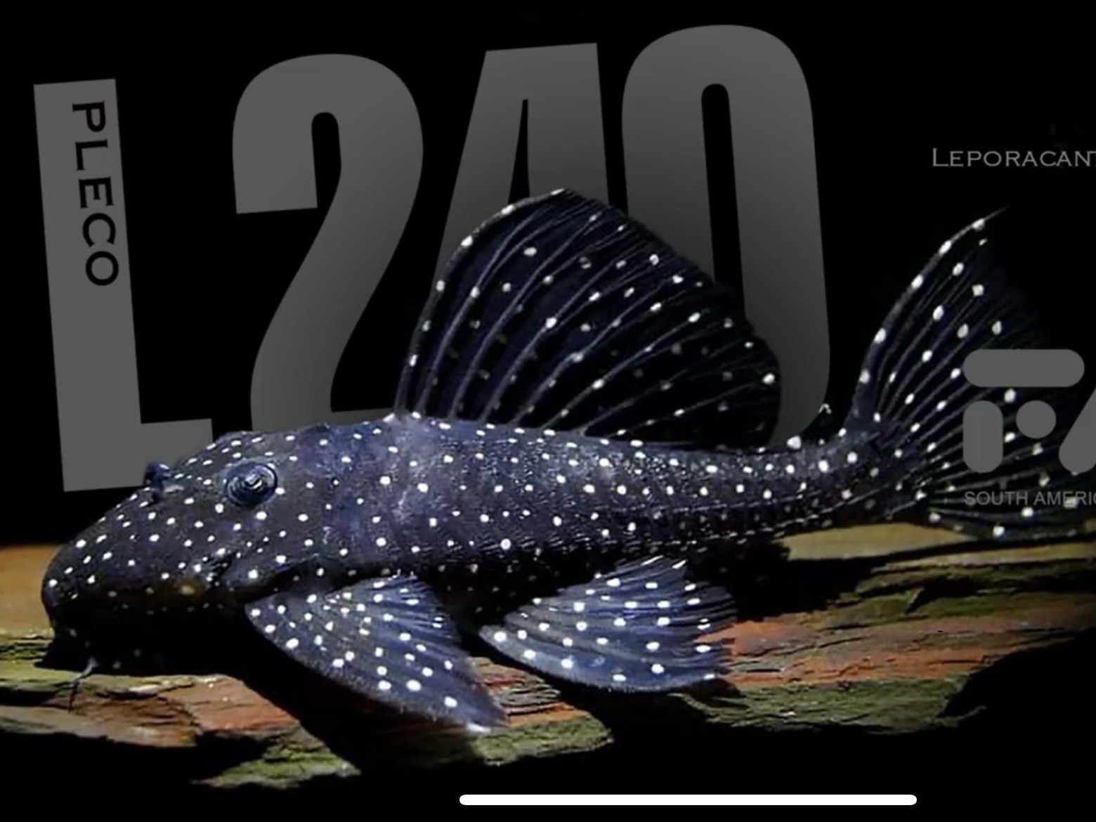 黑白双星L241坦克类底栖活体异型鱼