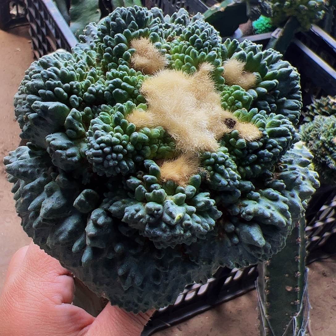 无花朵哥怒涛牡丹607