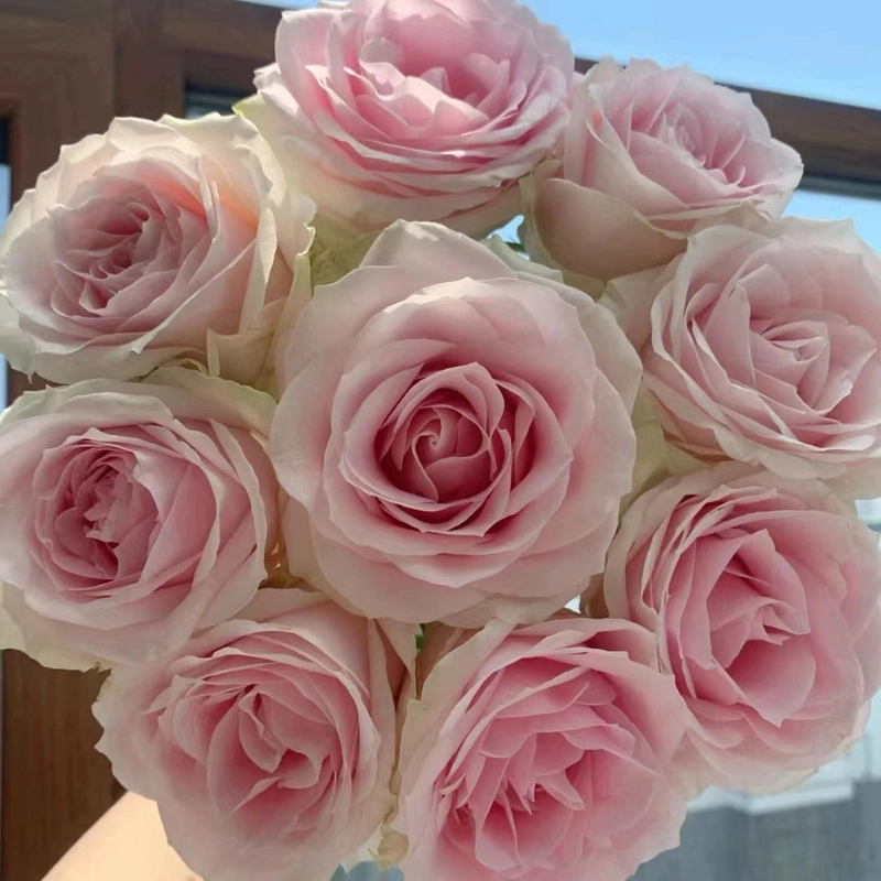 粉红雪山玫瑰玫瑰花发货云南鲜花采访基地直发