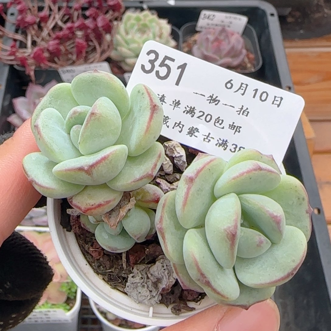0610-351香草香草